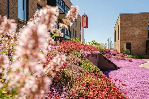 Blumenbeet mit pinken Blüten vor modernen Backsteinbauten und rotem Nistkasten.